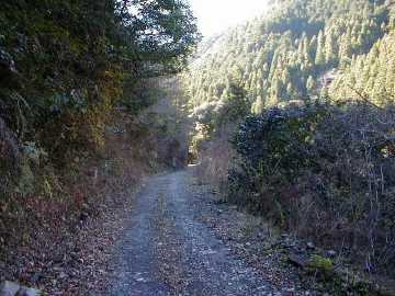 清水東津野林道