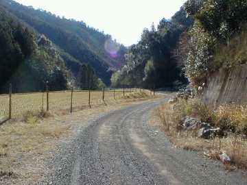 清水東津野林道