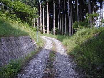 立川中の村川向林道