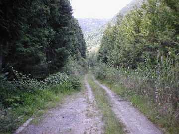 焼川二角林道