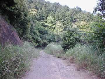 焼川二角林道
