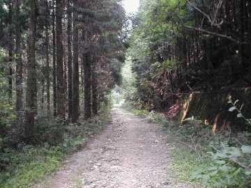 焼川二角林道