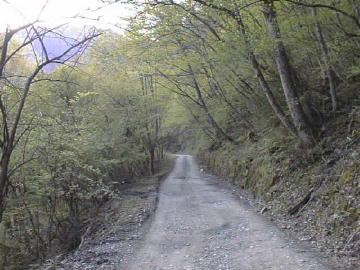 祖谷山笹谷林道