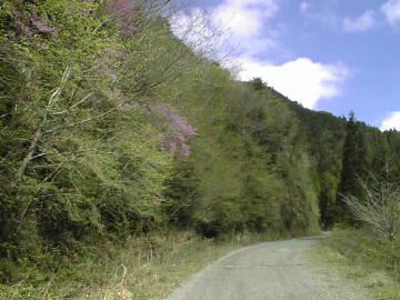 剣山スーパー林道