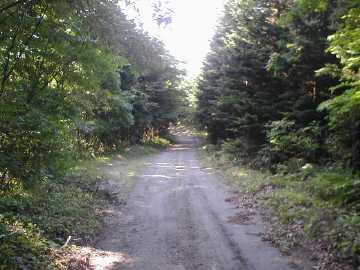 第１横断林道