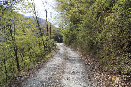 祖谷山笹谷林道