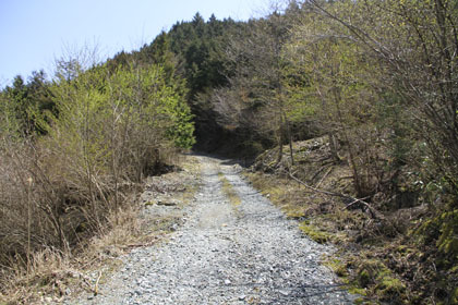 楮左古小檜曽林道