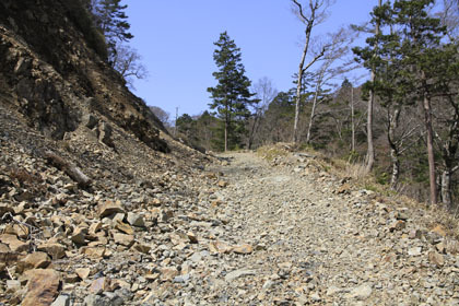 楮左古小檜曽林道