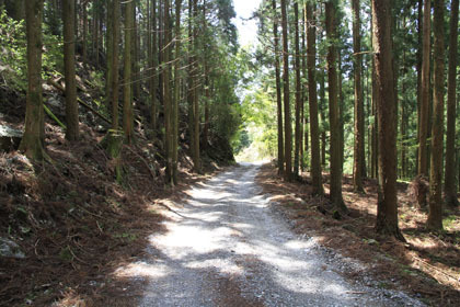 楮左古小檜曽林道
