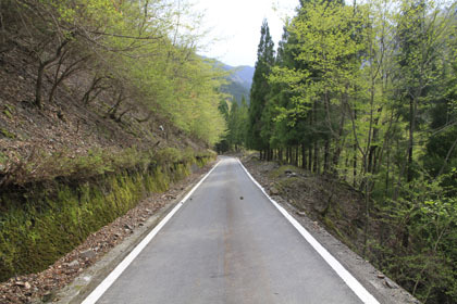 東川千本谷林道