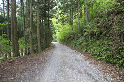 東川千本谷林道