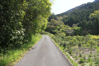 野川林道