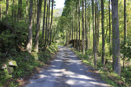 野川林道