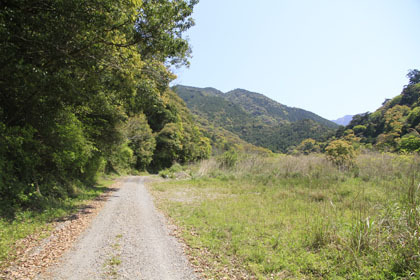 野川林道