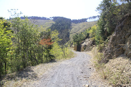 野川林道