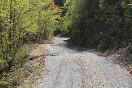 野川林道