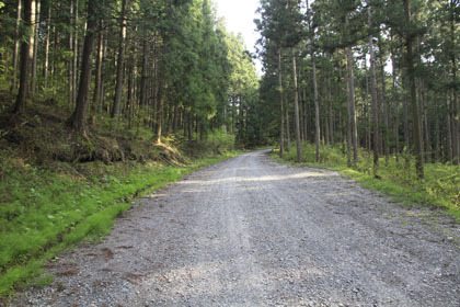 父野川林道