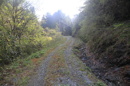 下井桑林道