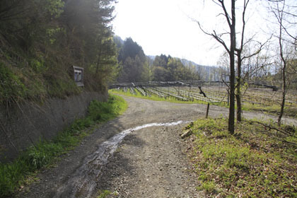 中の川井桑林道