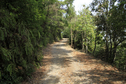 藤ノ川林道・掃地谷林道