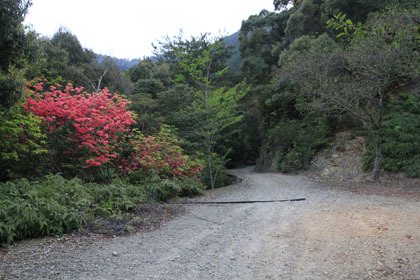 玖木山林道