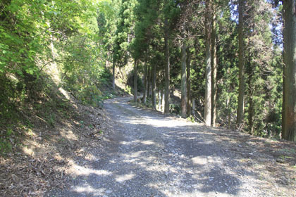 赤髭山林道