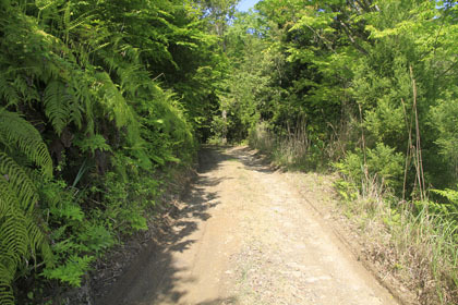 赤髭山林道