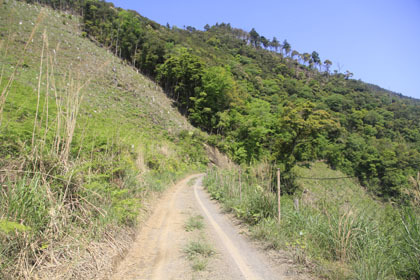 赤髭山林道