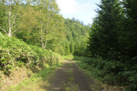 ウラシマナイ林道・大山林道