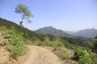 赤髭山林道