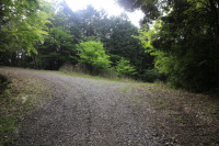 万望林道・天狗松林道