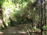 雁峰林道