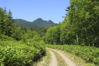 斜里岳林道