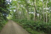 笹の沢林道（川北温泉）