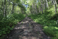 ヌプントムラウシ林道（沼の原温泉）