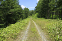 坊主山林道