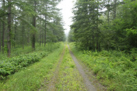 丸山越林道