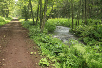 相生本流林道