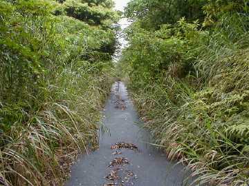 赤房林道