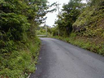 本茶林道