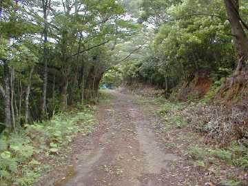 岩崎林道