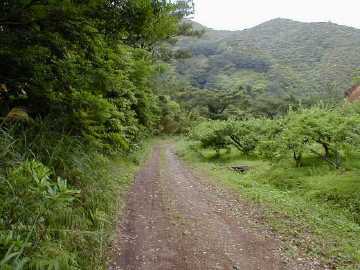 岩崎林道