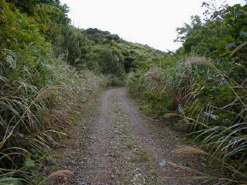 湯湾岳林道芦検支線林道