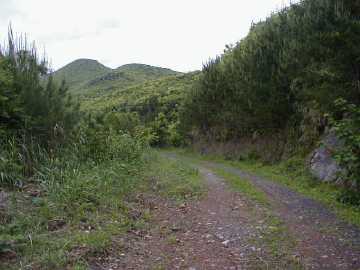 湯湾岳林道芦検支線林道
