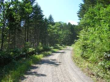 美幌林道