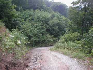 大谷林道（小坂谷林道）