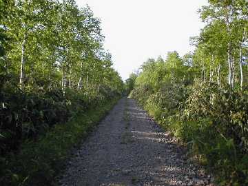 早月北湯沢林道