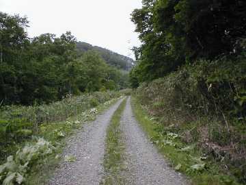 美利河種別林道