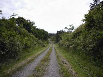 美利河種別林道