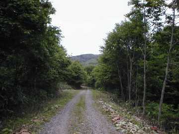 美利河種別林道